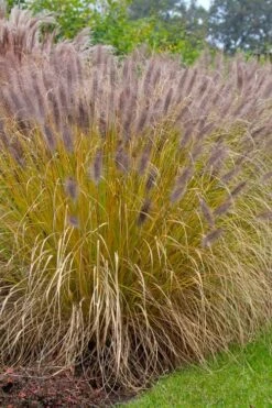 Black Fountain Grass - Pennisetum Alopecuroides 'Moudry' - 3 Gallon Pot -Cheap US Topiary Plant Store pennisetum alopecuroides moudry black fountain grass 11 1