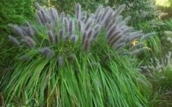 Black Fountain Grass (Pennisetum Alopecuroides 'Moudry') - 1 Gallon Pot -Cheap US Topiary Plant Store pennisetum alopecuroides moudry black fountain grass 13