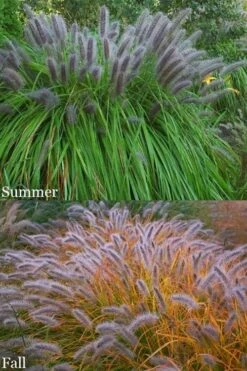 Black Fountain Grass (Pennisetum Alopecuroides 'Moudry') - 1 Gallon Pot -Cheap US Topiary Plant Store pennisetum alopecuroides moudry black fountain grass 15