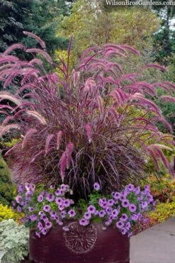Purple Fountain Grass (Pennisetum Rubrum) - 5 Pack Of Quart Pots