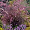 Purple Fountain Grass (Pennisetum Rubrum) - 2.5 Quart Pot
