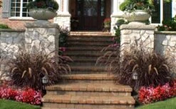 Purple Fountain Grass (Pennisetum Rubrum) - 5 Pack Of Quart Pots -Cheap US Topiary Plant Store pennisetum rubrum purple fountain grass 104 1