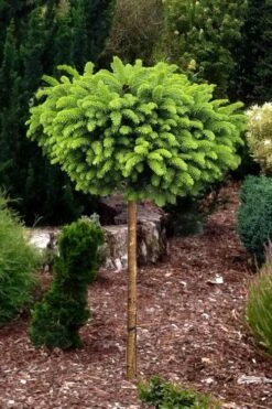 Little Gem Dwarf Norway Spruce Tree (Single Trunk) - 2 Gallon Pot 8 Little Gem Dwarf Norway Spruce Tree (Single Trunk) - 2 Gallon Pot -Cheap US Topiary Plant Store picea abies little gem dwarf norway spruce tree 1