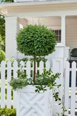 Little Gem Dwarf Norway Spruce Tree (Single Trunk) - 2 Gallon Pot 9 Little Gem Dwarf Norway Spruce Tree (Single Trunk) - 2 Gallon Pot -Cheap US Topiary Plant Store picea abies little gem dwarf norway spruce tree 5