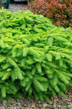 Bird's Nest Spruce (Picea Abies 'Nidiformis') - 2 Gallon Pot -Cheap US Topiary Plant Store picea abies nidiformis birds nest norway spruce 1