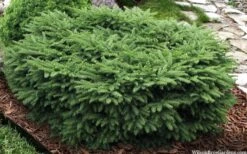 Bird's Nest Spruce (Picea Abies 'Nidiformis') - 2 Gallon Pot -Cheap US Topiary Plant Store picea abies nidiformis birds nest norway spruce 9