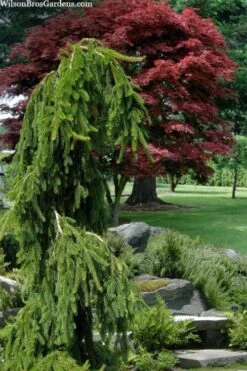 Weeping Norway Spruce (Picea Abies 'Pendula') - 2 Gallon Pot 8 Weeping Norway Spruce (Picea Abies 'Pendula') - 2 Gallon Pot -Cheap US Topiary Plant Store picea abies pendula weeping norway spruce 10