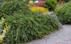 Weeping Norway Spruce (Picea Abies 'Pendula') - 5 Gallon Pot -Cheap US Topiary Plant Store picea abies pendula weeping norway spruce 6 1