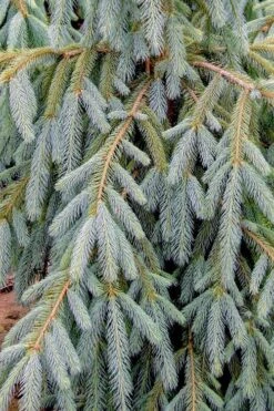 Bush's Lace Engelmann Spruce (Picea Engelmannii) - 1 Gallon Pot 7 Bush's Lace Engelmann Spruce (Picea Engelmannii) - 1 Gallon Pot -Cheap US Topiary Plant Store picea engelmannii bushs lace engelmann spruce 10 1