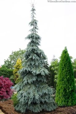 Bush's Lace Engelmann Spruce (Picea Engelmannii) - 5 Gallon Pot