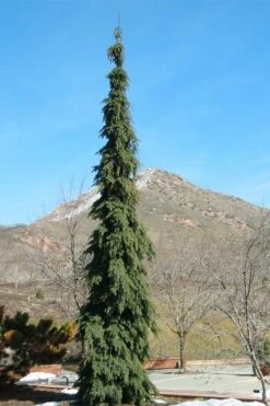 Weeping White Spruce (Picea Glauca 'Pendula') - 5 Gallon Pot -Cheap US Topiary Plant Store picea glauca pendula weeping white spruce 20