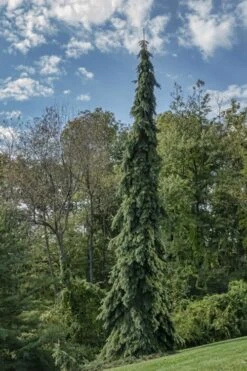 Weeping White Spruce (Picea Glauca 'Pendula') - 1 Gallon Pot -Cheap US Topiary Plant Store picea glauca pendula weeping white spruce 21 1