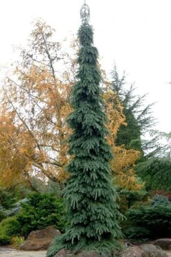 Weeping White Spruce (Picea Glauca 'Pendula') - 5 Gallon Pot -Cheap US Topiary Plant Store picea glauca pendula weeping white spruce 3
