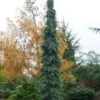 Weeping White Spruce (Picea Glauca 'Pendula') - 1 Gallon Pot