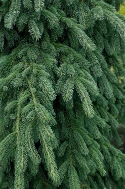 Weeping White Spruce (Picea Glauca 'Pendula') - 5 Gallon Pot -Cheap US Topiary Plant Store picea glauca pendula weeping white spruce 4