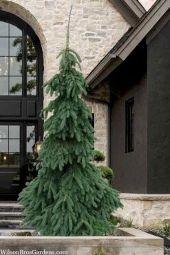 Weeping White Spruce (Picea Glauca 'Pendula') - 5 Gallon Pot -Cheap US Topiary Plant Store picea glauca pendula weeping white spruce 7