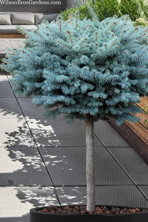 Dwarf Globe Blue Spruce Topiary Tree (Picea Pungens 'Globosa') - 5 Gallon Pot 1 Dwarf Globe Blue Spruce Topiary Tree (Picea Pungens 'Globosa') - 5 Gallon Pot