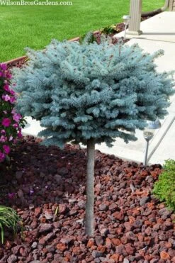 Dwarf Globe Blue Spruce Topiary Tree (Picea Pungens 'Globosa') - 5 Gallon Pot 8 Dwarf Globe Blue Spruce Topiary Tree (Picea Pungens 'Globosa') - 5 Gallon Pot -Cheap US Topiary Plant Store picea pungens glauca globosa dwarf globe colorado blue spruce topiary tree 2