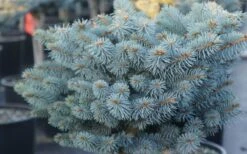 Dwarf Globe Blue Spruce Topiary Tree (Picea Pungens 'Globosa') - 5 Gallon Pot 9 Dwarf Globe Blue Spruce Topiary Tree (Picea Pungens 'Globosa') - 5 Gallon Pot -Cheap US Topiary Plant Store picea pungens globosa dwarf globe blue spruce 2