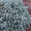 Lundeby's Dwarf Colorado Blue Spruce (Picea Pungens) - 6 Gallon Pot