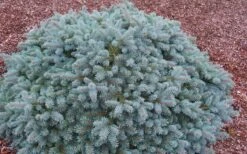 Lundeby's Dwarf Colorado Blue Spruce (Picea Pungens) - 6 Gallon Pot -Cheap US Topiary Plant Store picea pungens lundebeys dwarf blue spruce 2