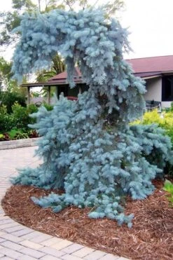 The Blues Colorado Spruce (Picea Pungens) - 6 Gallon Pot (2-3') -Cheap US Topiary Plant Store picea pungens the blues colorado blue spruce 10 1