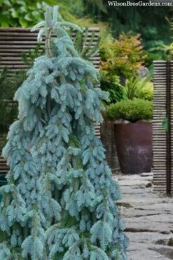 The Blues Colorado Spruce (Picea Pungens) - 6 Gallon Pot (2-3') -Cheap US Topiary Plant Store picea pungens the blues colorado blue spruce 100