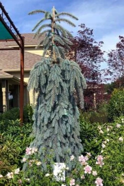 The Blues Colorado Spruce (Picea Pungens) - 6 Gallon Pot (2-3') -Cheap US Topiary Plant Store picea pungens the blues colorado blue spruce 3 1