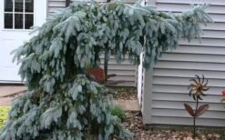 The Blues Colorado Spruce (Picea Pungens) - 6 Gallon Pot (2-3') -Cheap US Topiary Plant Store picea pungens the blues colorado blue spruce 4 1