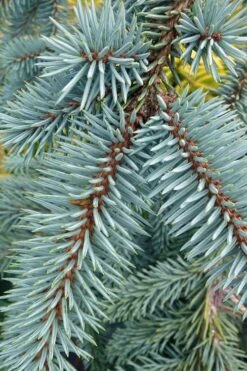 The Blues Colorado Spruce (Picea Pungens) - 6 Gallon Pot (4-5') -Cheap US Topiary Plant Store picea pungens the blues colorado blue spruce 9