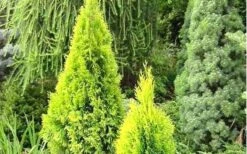 Highlights Arborvitae Thuja Janed Gold - 6 Gallon Pot 8 Highlights Arborvitae Thuja Janed Gold - 6 Gallon Pot -Cheap US Topiary Plant Store picture arborvitaejanedgold 1