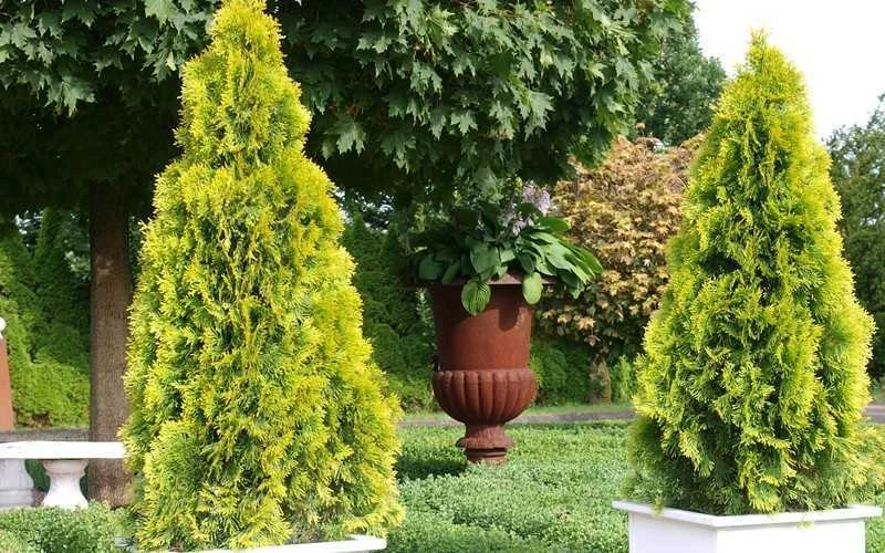 Highlights Arborvitae Thuja Janed Gold - 6 Gallon Pot 5 Highlights Arborvitae Thuja Janed Gold - 6 Gallon Pot - Image 5