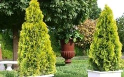 Highlights Arborvitae Thuja Janed Gold - 3 Gallon Pot 9 Highlights Arborvitae Thuja Janed Gold - 3 Gallon Pot -Cheap US Topiary Plant Store picture arborvitaejanedgold 2