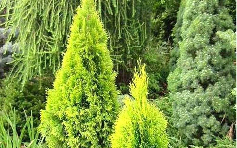 Highlights Arborvitae Thuja Janed Gold - 3 Gallon Pot 4 Highlights Arborvitae Thuja Janed Gold - 3 Gallon Pot - Image 4