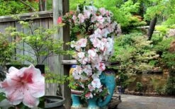 Tama No Hada Azalea - 3 Gallon Pot 11 Tama No Hada Azalea - 3 Gallon Pot -Cheap US Topiary Plant Store picture azalea tama no hada
