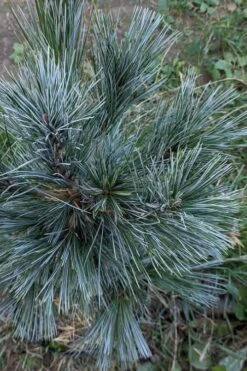Vanderwolf's Pyramid Limber Pine (Pinus Flexilis) - 1 Gallon Pot -Cheap US Topiary Plant Store pinus flexilis vanderwolfs pyramid limber pine 1