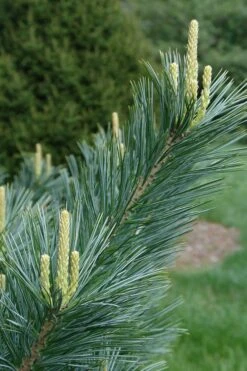 Vanderwolf's Pyramid Limber Pine (Pinus Flexilis) - 1 Gallon Pot -Cheap US Topiary Plant Store pinus flexilis vanderwolfs pyramid limber pine 3