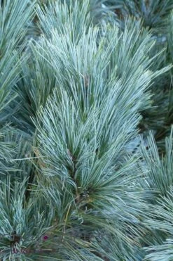 Vanderwolf's Pyramid Limber Pine (Pinus Flexilis) - 2 Gallon Pot -Cheap US Topiary Plant Store pinus flexilis vanderwolfs pyramid limber pine 4 1