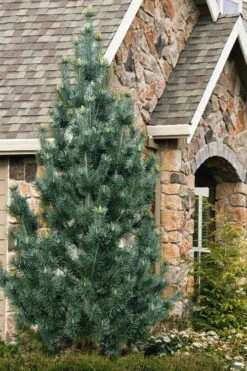 Vanderwolf's Pyramid Limber Pine (Pinus Flexilis) - 1 Gallon Pot