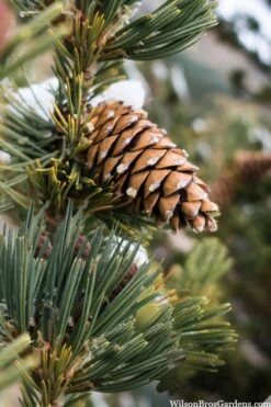 Vanderwolf's Pyramid Limber Pine (Pinus Flexilis) - 1 Gallon Pot -Cheap US Topiary Plant Store pinus flexilis vanderwolfs pyramid limber pine 6