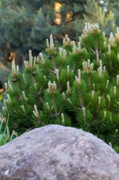 Dwarf Swiss Mountain Pine (Pinus Mugo 'Pumilio') - 2 Gallon Pot 9 Dwarf Swiss Mountain Pine (Pinus Mugo 'Pumilio') - 2 Gallon Pot -Cheap US Topiary Plant Store pinus mugo pumilio dwarf swiss mountain pine 3