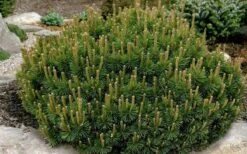 Dwarf Swiss Mountain Pine (Pinus Mugo 'Pumilio') - 2 Gallon Pot 11 Dwarf Swiss Mountain Pine (Pinus Mugo 'Pumilio') - 2 Gallon Pot -Cheap US Topiary Plant Store pinus mugo pumillo dwarf swiss mountain pine 1