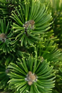 Sherwood Compact Mugo Pine Single Trunk Topiary Tree - 2 Gallon Pot -Cheap US Topiary Plant Store pinus mugo sherwood compact mountain pine 1