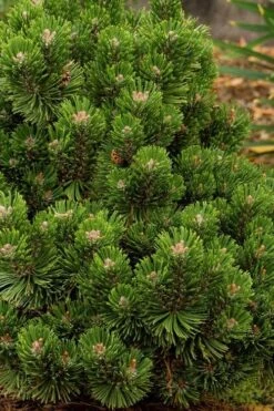 Sherwood Compact Mugo Pine Single Trunk Topiary Tree - 2 Gallon Pot -Cheap US Topiary Plant Store pinus mugo sherwood compact mountain pine 2