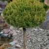 Slowmound Mugo Pine Single Trunk Topiary Tree - 2 Gallon Pot