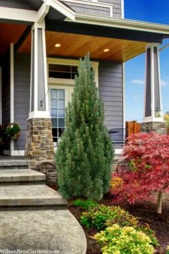 Frank's Columnar Austrian Black Pine (Pinus Nigra) - 6 Gallon Pot -Cheap US Topiary Plant Store pinus nigra frank columnar austrian pine 3