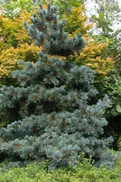 Japanese White Pine (Pinus Parviflora 'Glauca') - 5 Gallon Pot -Cheap US Topiary Plant Store pinus parviflora glauca japanese white pine 11