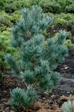 Japanese White Pine (Pinus Parviflora 'Glauca') - 5 Gallon Pot -Cheap US Topiary Plant Store pinus parviflora glauca japanese white pine 4