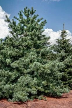 Japanese White Pine (Pinus Parviflora 'Glauca') - 5 Gallon Pot -Cheap US Topiary Plant Store pinus parviflora glauca japanese white pine 5