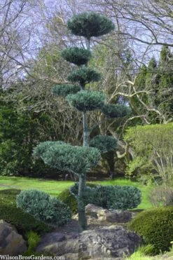 Japanese White Pine (Pinus Parviflora 'Glauca') - 5 Gallon Pot -Cheap US Topiary Plant Store pinus parviflora glauca japanese white pine 6